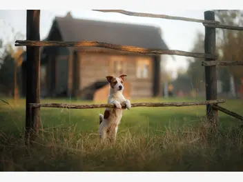 Jack Russell terrier - zdjęcie 2