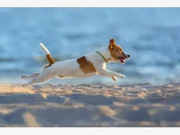 Jack Russell terrier - zdjęcie 3