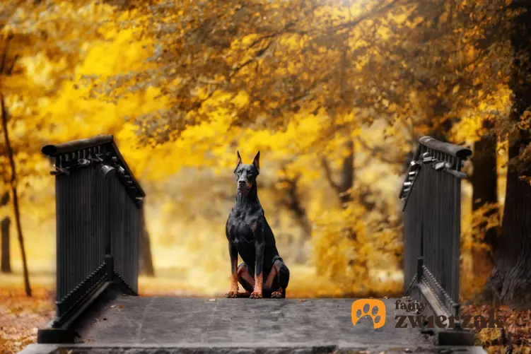 Doberman w jesiennym parku. Pies jest przy moście.