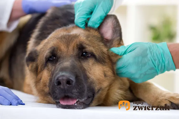 Owczarek niemiecki leży na stole do badania. Widać ręce lekarza weterynarii w rękawiczkach.  Pies ma badane ucho.