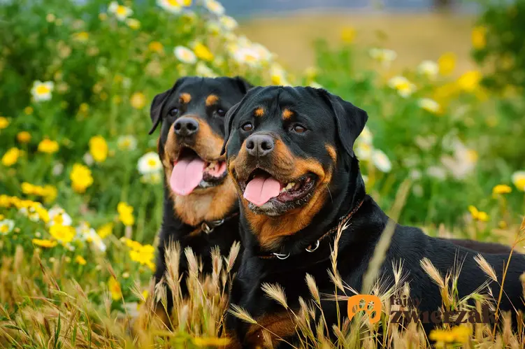 Dwa rottweilery w trawie. Psy są obok siebie.