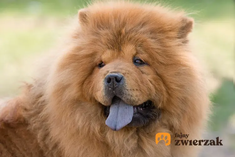 Portret psa rasy chow chow. Pies ma wysunięty język.