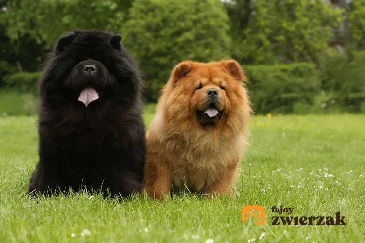 Dwa psy chow chow siedzą obok siebie na trawie.
