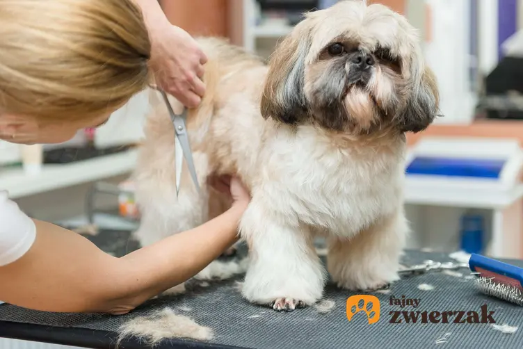 Strzyżenie psa rasy shih tzu przez psiego fryzjera.