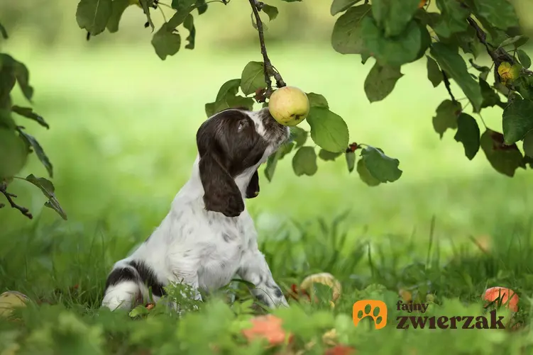 Springer spaniel angielski siedzi pod drzewem.  Pies dotyka nosem jabłka.