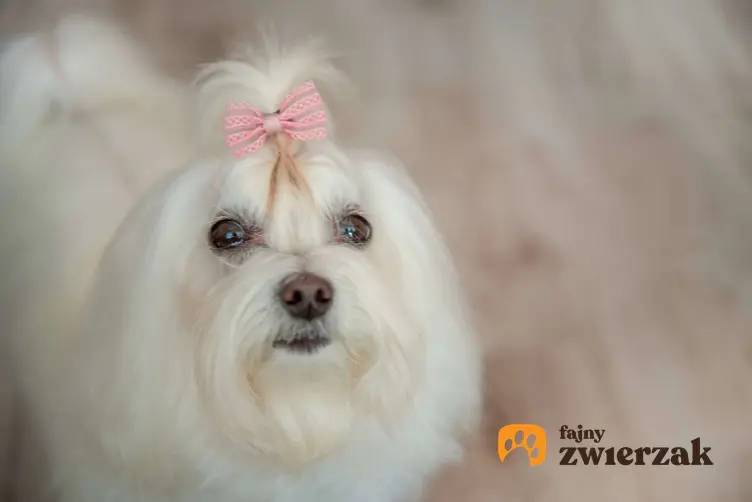 Biały maltańczyk z różową kokardką na czubku głowy. Pies patrzy prosto w aparat fotograficzny.