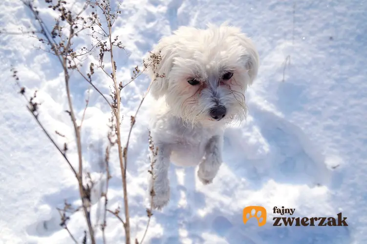 Biały maltańczyk stoi na tylnych łapach w śniegu. Pies jest krótko ostrzyżony i ma przebarwienia sierści na pyszczku.