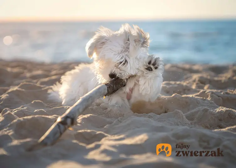 Mały maltańczyk na plaży. Pies gryzie patyk leżąc na piasku. W tle widać morze.