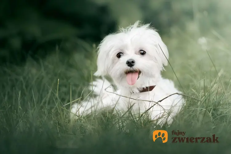 Mały maltańczyk leży w trawie. Pies jest biały i ma wysunięty język.