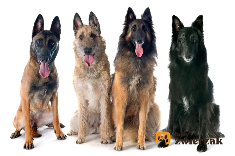 Cztery psy w różnych odmianach owczarka belgijskiego. Psy siedzą obok siebie na białym tle.