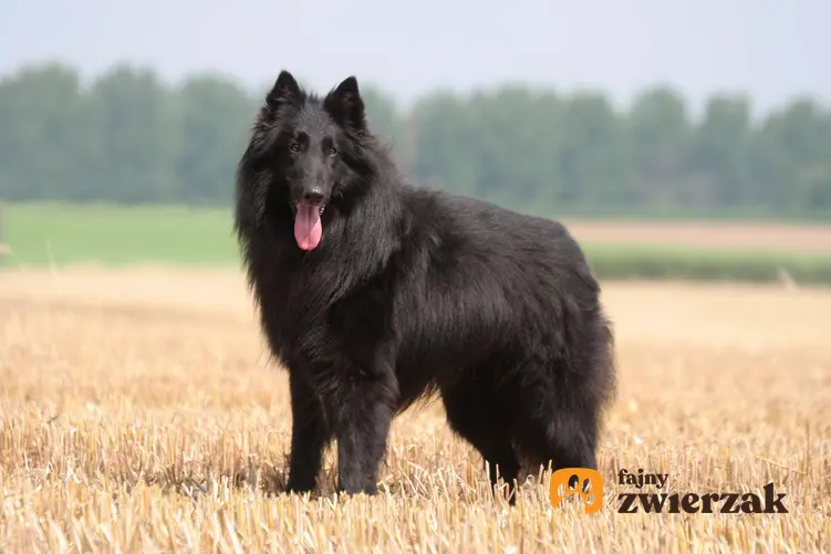 Czarny owczarek belgijski stoi na polu.