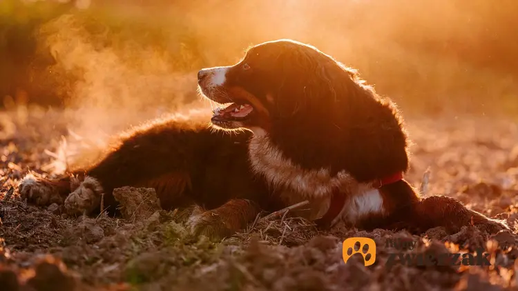 Berneński pies pasterski leży w świetle zachodzącego słońca.