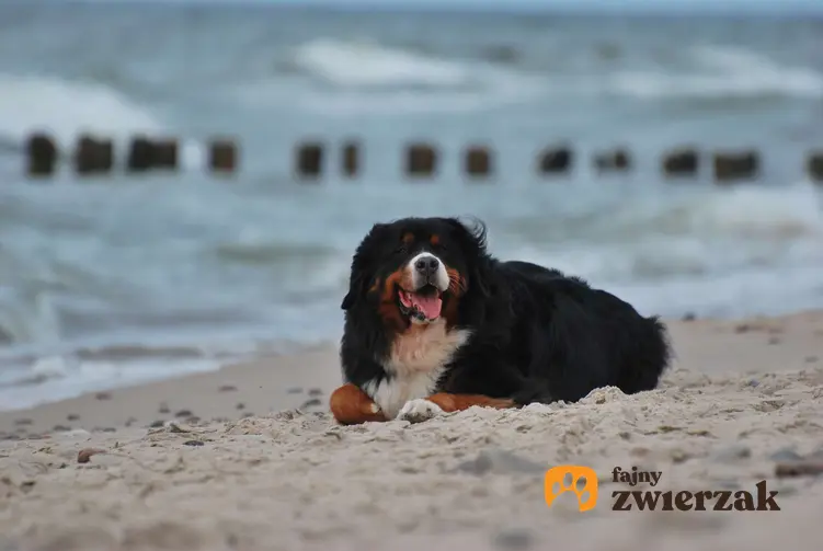 Berneński pies pasterski leży na plaży. W tle widać morze.