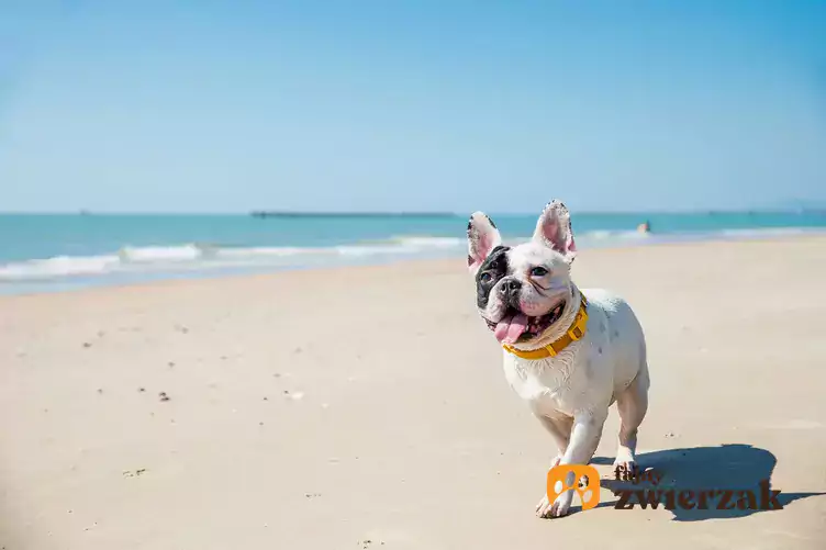 Buldog francuski na plaży.