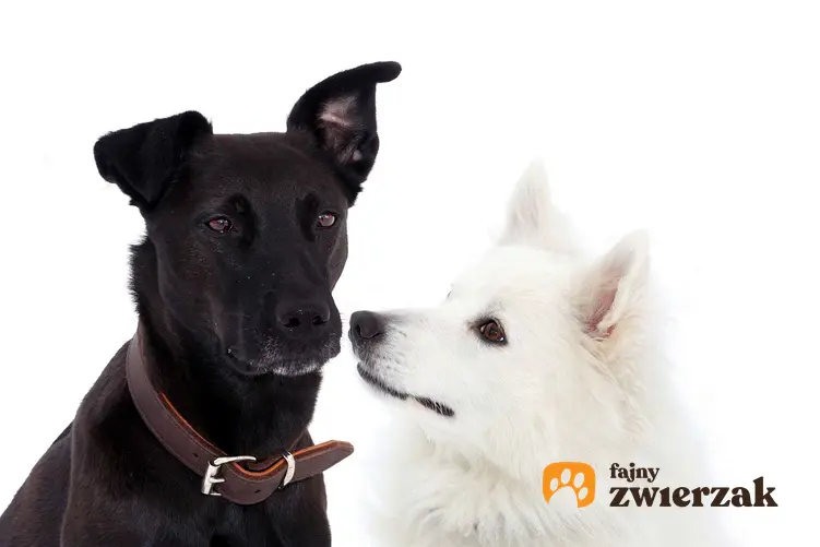 Biały szpic niemiecki średni z czarnym psem.