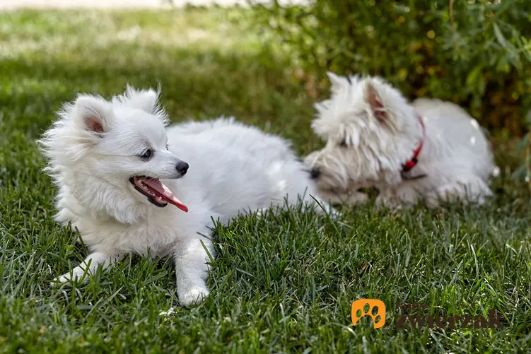 Szpic włoski leży na trawie obok drugiego, białego psa.