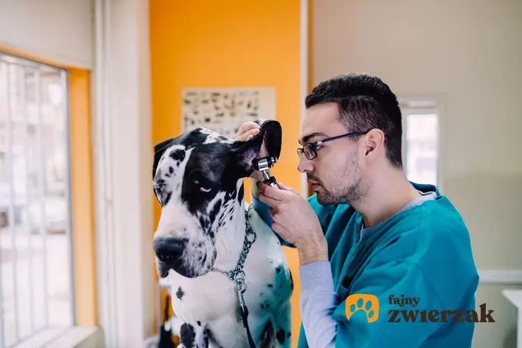 Dog niemiecki podczas badania ucha na wizycie w gabinecie weterynaryjnym.