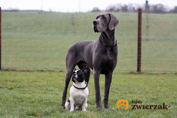 Dog niemiecki pozuje obok psa małej rasy.