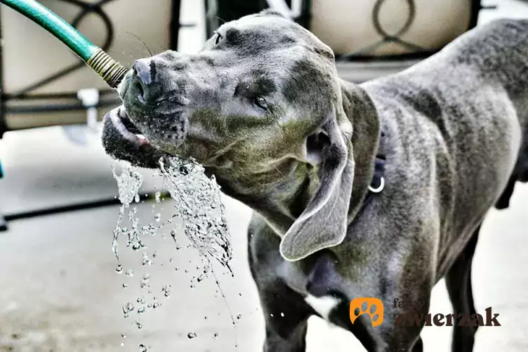 Dog niemiecki pije wodę
