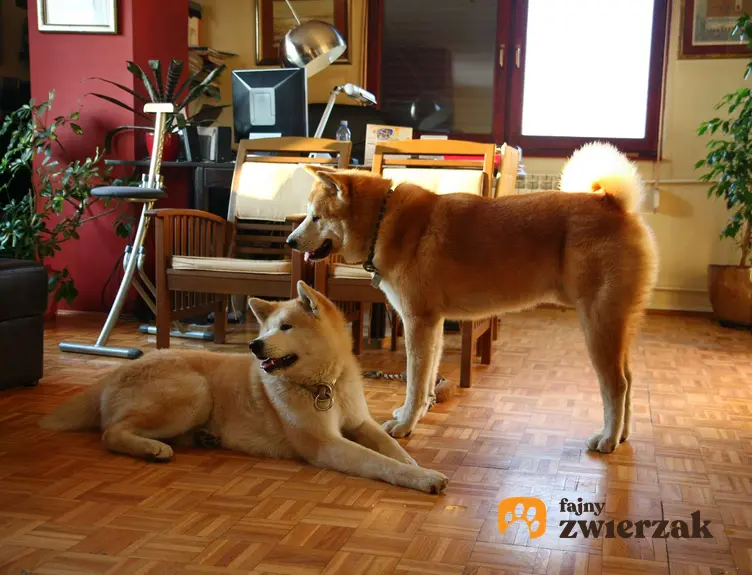 Dwa psy akita w mieszkaniu.