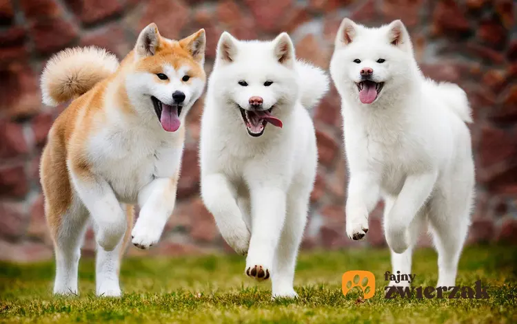 Trzy psy akita biegną w stronę aparatu.