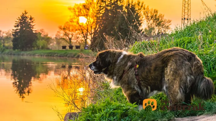 Owczarek kaukaski nad wodą. Pies stoi w świetle zachodzącego słońca.