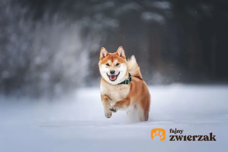 Shiba inu biegnie przez śnieg.