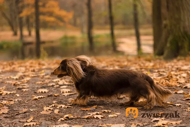 Jamnik długowłosy w parku jesienią.