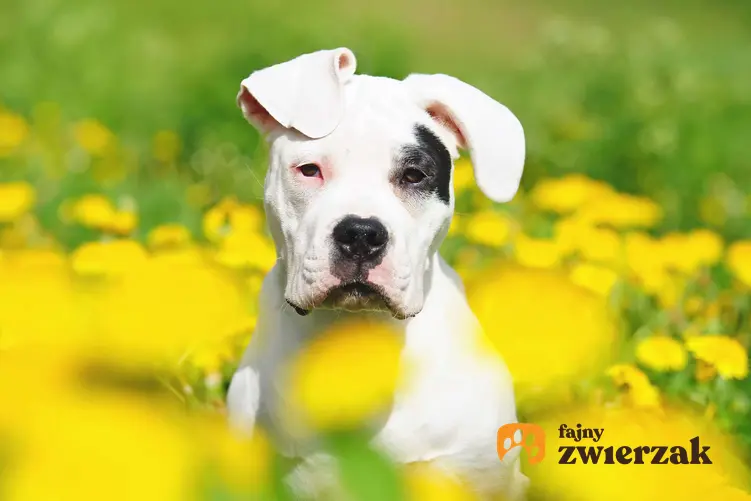 Dog argentyński na łące. Pies wśród żółtych kwiatów.
