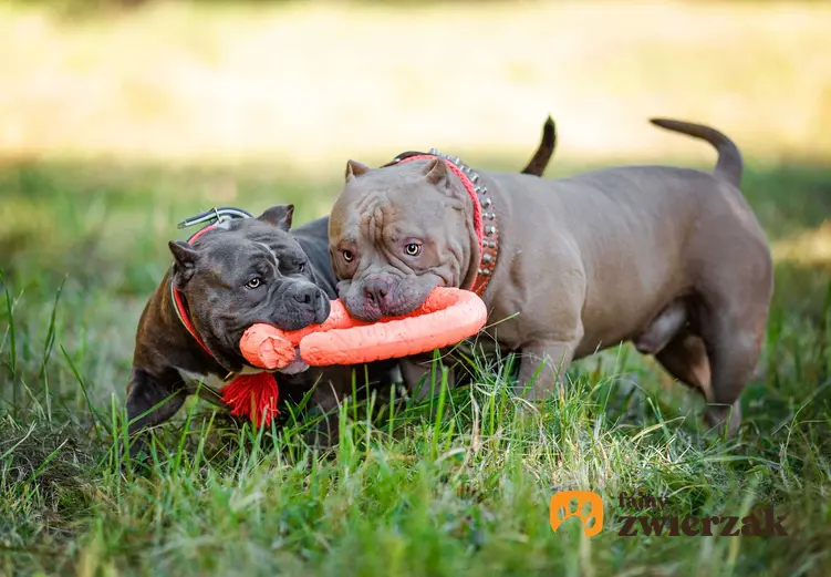 Dwa American bully bawią się razem. Psy przeciągają pomarańczowy ring.