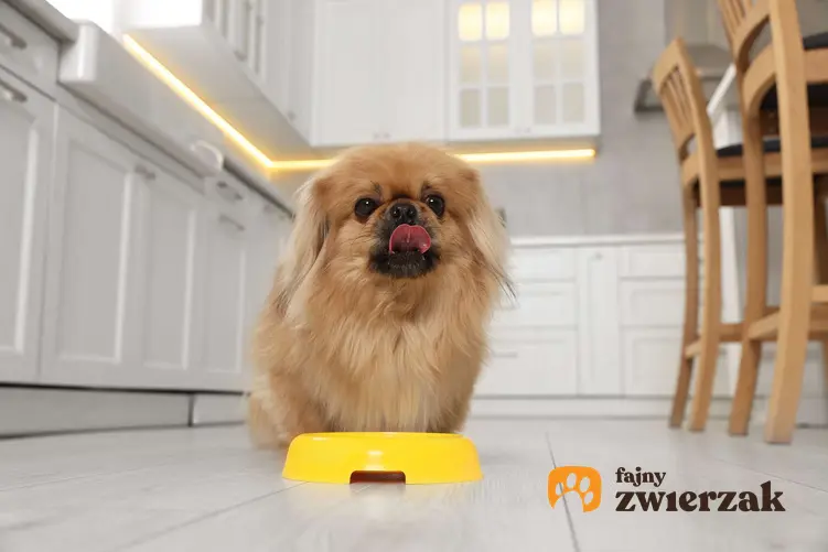 Pekińczyk w kuchni. Pies stoi obok żółtej miski.