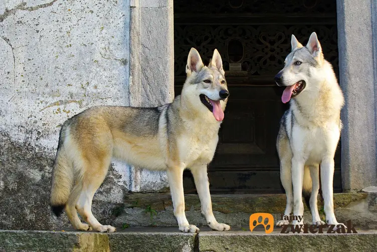 Dwa wilczaki czechosłowackie przed wejściem do budynku.