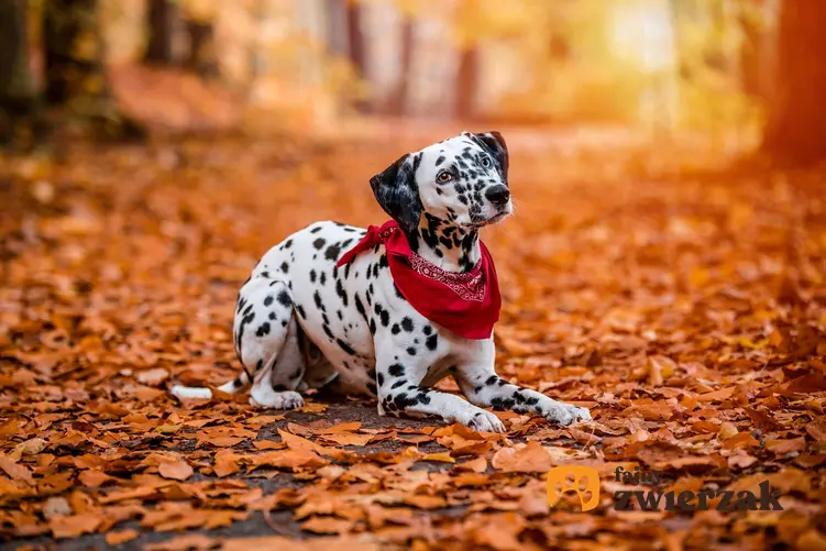 Dalmatyńczyk leży na ścieżce usłanej jesiennymi liśćmi.