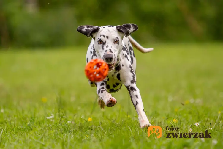 Dalmatyńczyk biegnie za piłką.