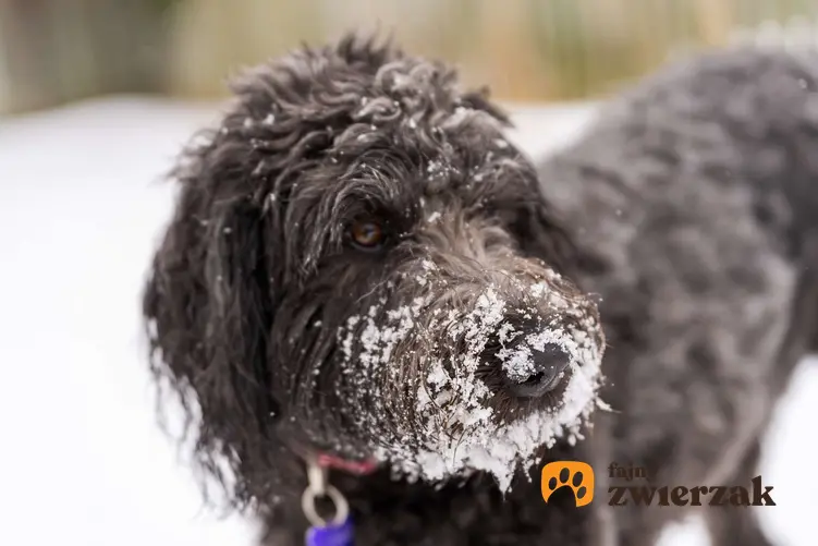 Labradoodle zimą. Pies ma śnieg na pysku.