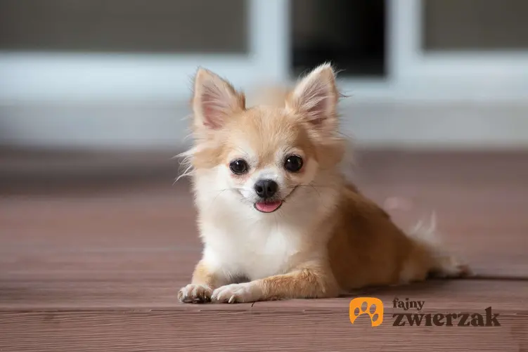 Chihuahua leży na podłodze. Pies ma lekko otwarty pysk, widać fragment jego języka.