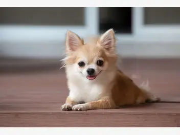 Chihuahua - zdjęcie 2