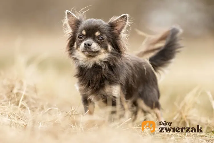 Czekoladowy chihuahua stoi na polu. Pies ma długą sierść i brązowe oczy.