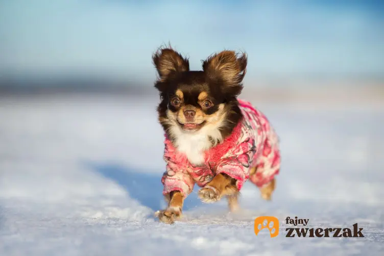 Chihuahua biegnie po śniegu. Ma na sobie różowy sweterek.