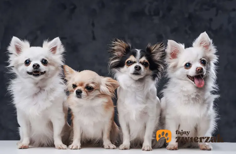 Cztery psy rasy chihuahua obok siebie. Psy siedzą i patrzą w stronę aparatu.
