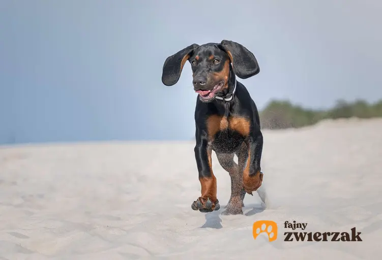 Gończy polski biegnie po plaży.