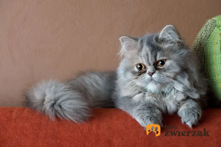 Kot perski leży na oparciu kanapy.