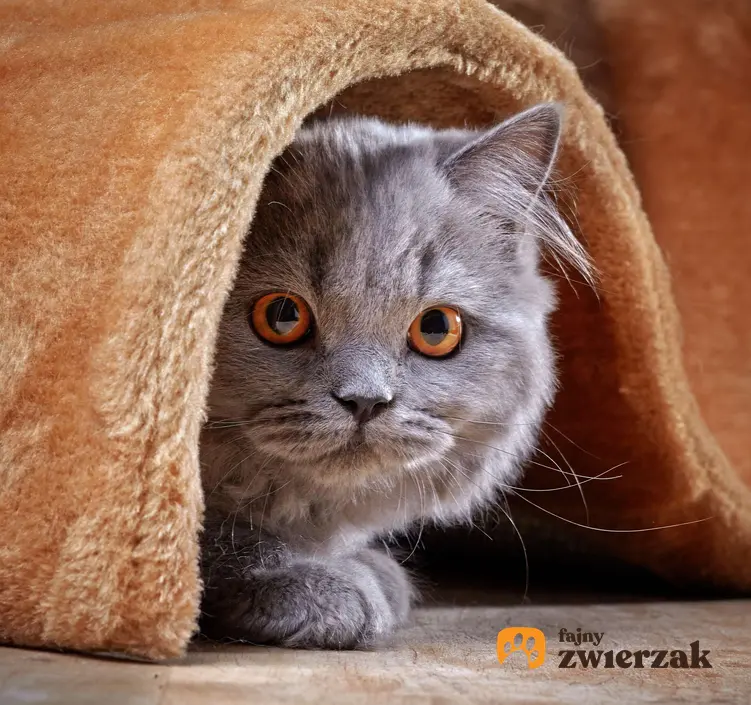 Młody kot brytyjski długowłosy pod dywanem.