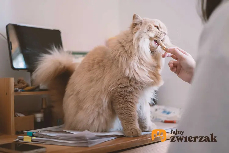 Kobieta karmi przysmakiem kota brytyjskiego długowłosego siedzącego na biurku.