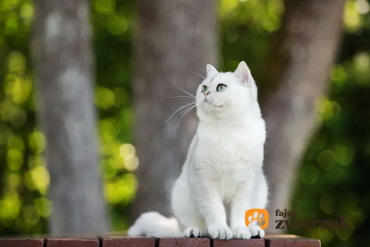 Biały kot brytyjski krótkowłosy siedzi na tle drzew.