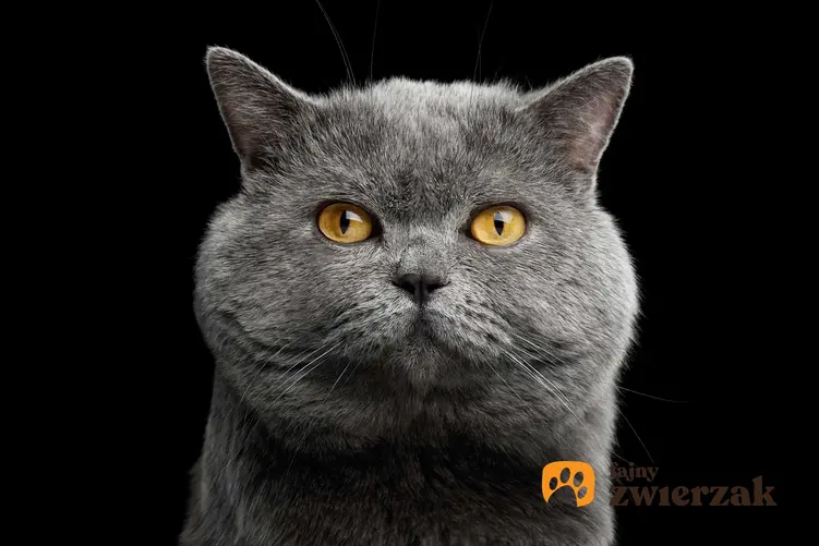 Portret kota brytyjskiego krótkowłosego.