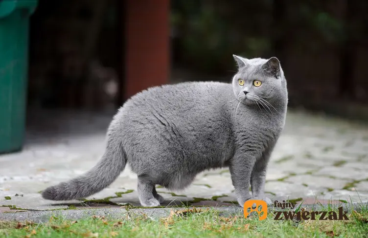 Kot brytyjski krótkowłosy stoi na kostce brukowej przed domem.
