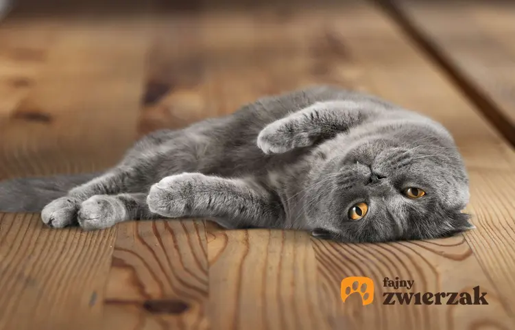 Kot brytyjski krótkowłosy leży na drewnianej podłodze.