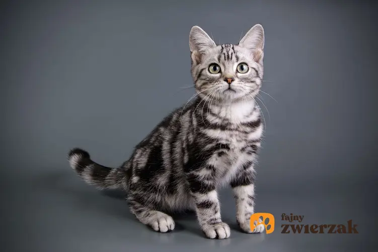 Kociak kota amerykańskiego krótkowłosego.