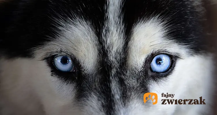 Husky syberyjski. Błękitne oczy psa.